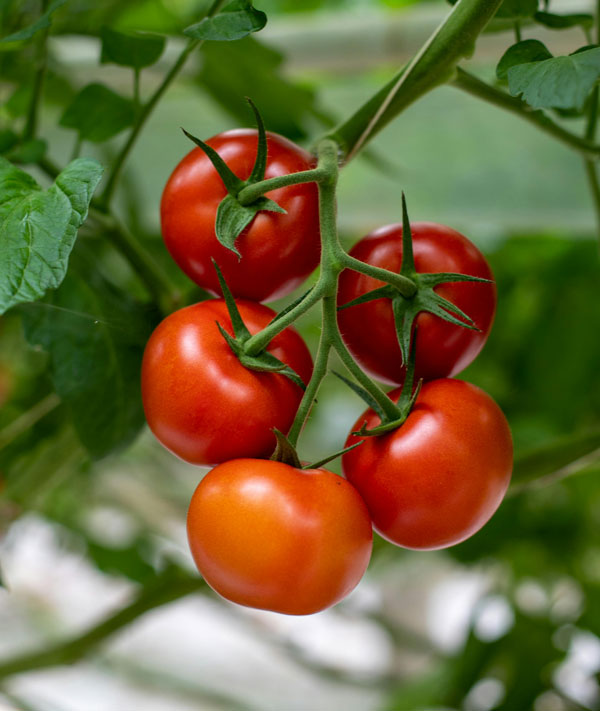 Tomato Plant Garden Box